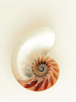 nautilus-shell-shimmer-silver